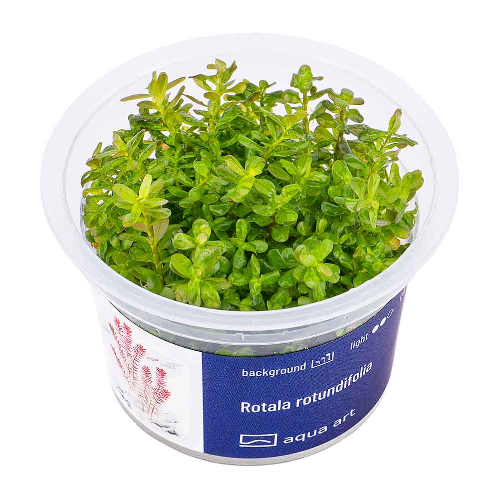 Aqua Art Rotala rotundifolia in Vitro Cup