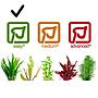 Tropica 1•2•Grow! Pianta Microsorum pteropus 'Windelov' in Vitro Cup